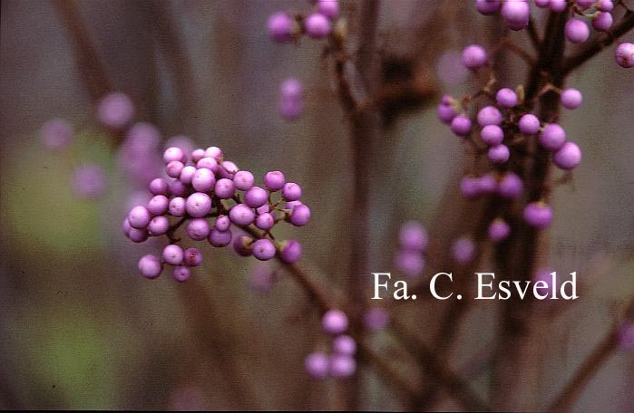 Callicarpa japonica