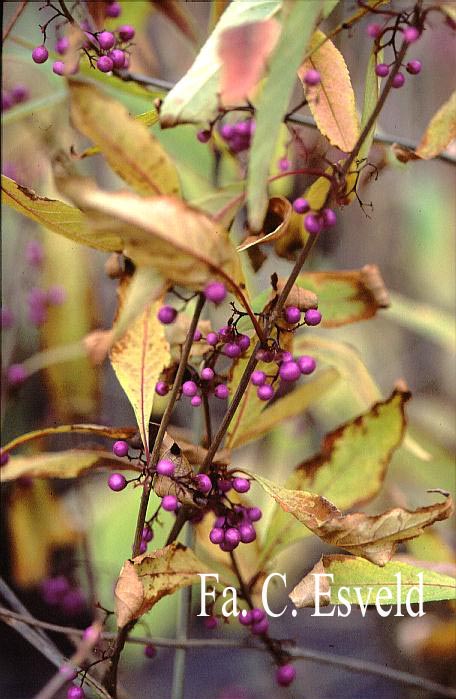 Callicarpa kwangtungensis