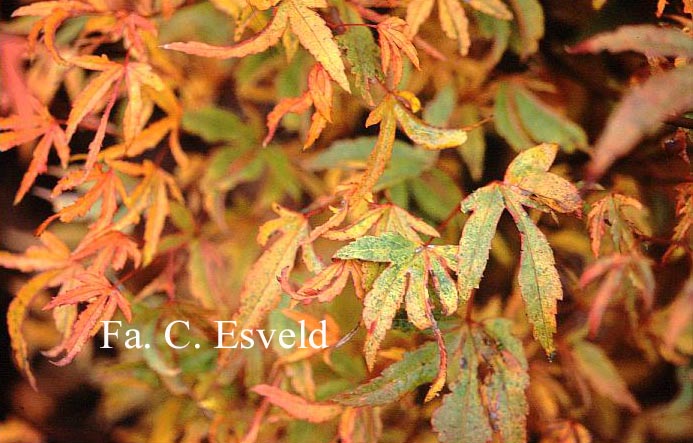 Acer palmatum 'Hoshi kuzu'