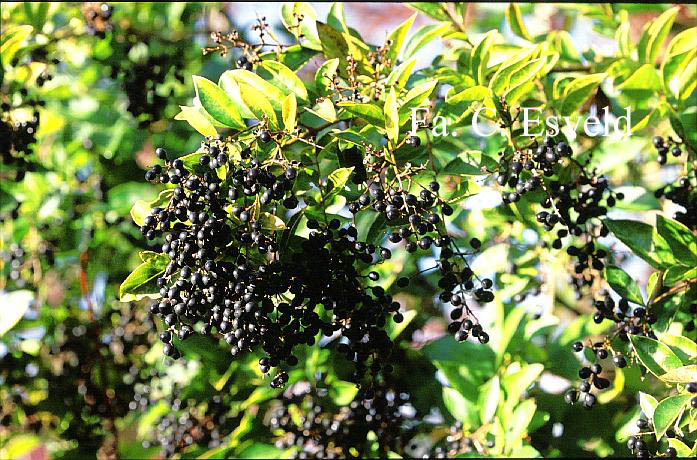 Ligustrum 'Vicary'