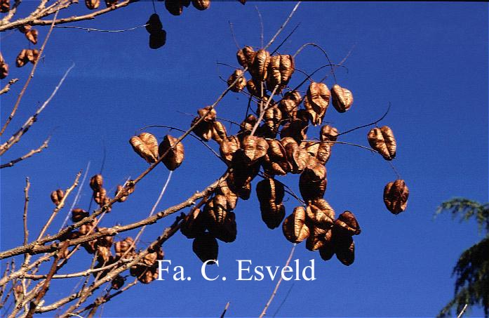 Koelreuteria paniculata