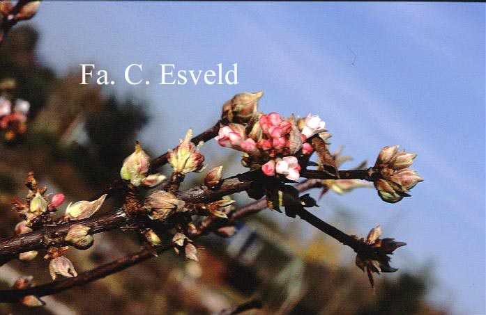 Viburnum bodnantense 'Charles Lamont'