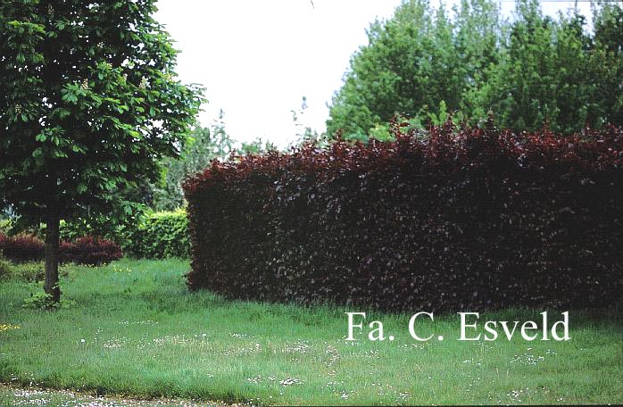 Fagus sylvatica 'Atropunicea'