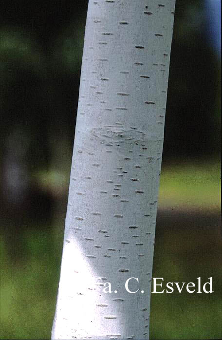 Betula utilis 'Doorenbos'