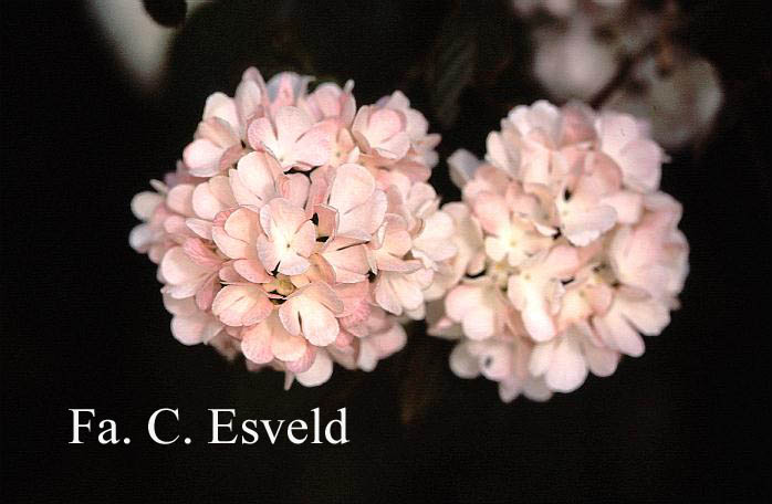 Viburnum plicatum 'Rosace'