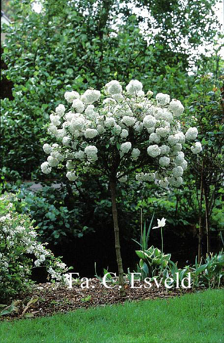 Viburnum 'Eskimo'