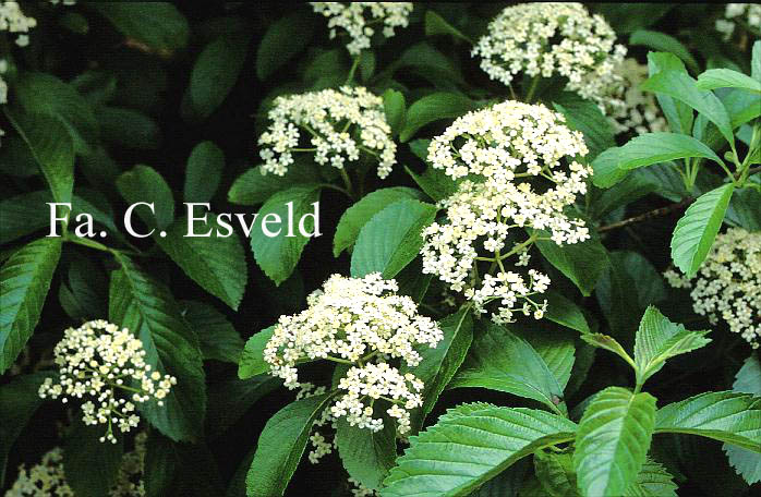 Viburnum sieboldii