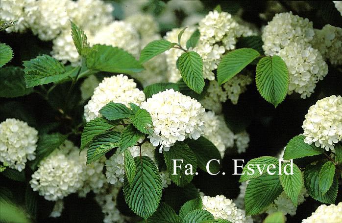 Viburnum plicatum 'Triumph'