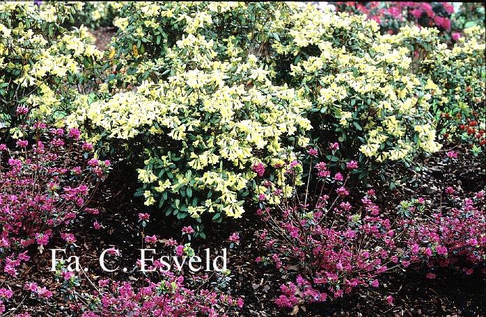 Rhododendron 'Mondschein'