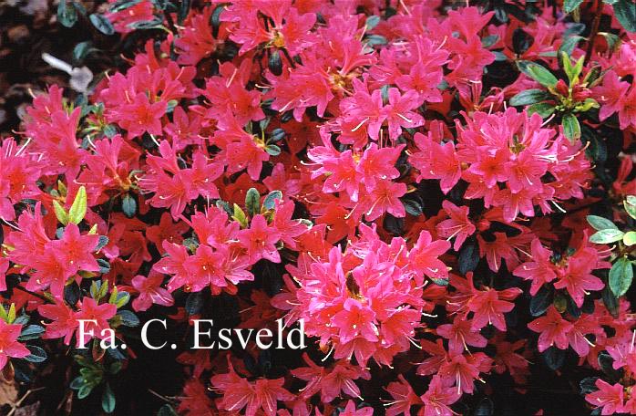 Azalea 'Hana asobi'