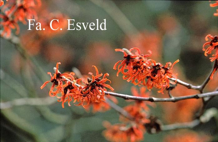 Hamamelis intermedia 'Diane'