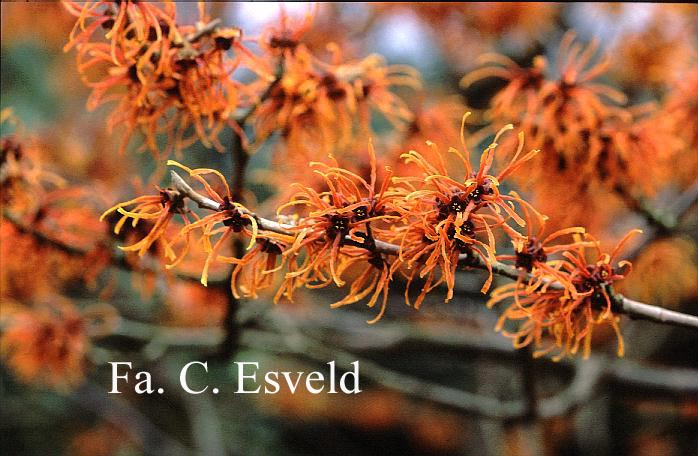 Hamamelis intermedia 'Jelena'