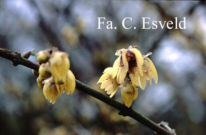 Chimonanthus praecox 'Grandiflorus'