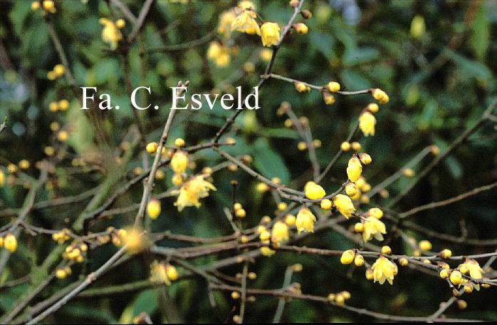 Chimonanthus praecox 'Luteus'