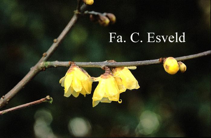 Chimonanthus praecox 'Luteus'