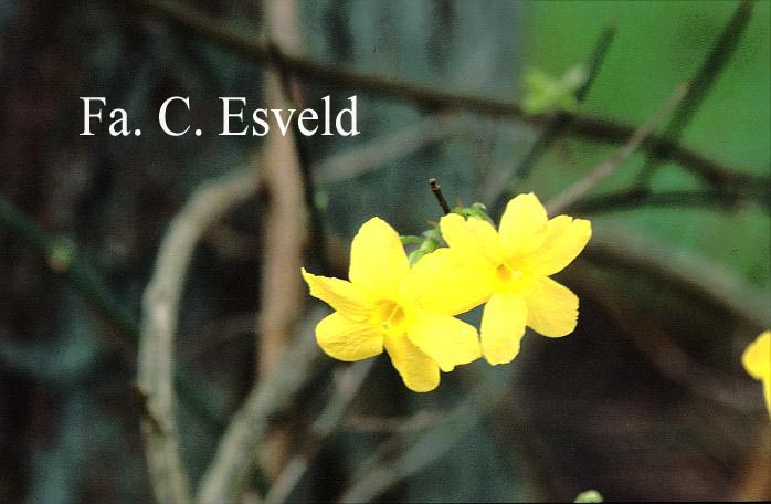 Jasminum nudiflorum