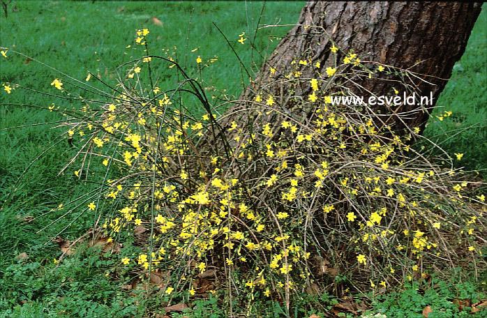 Jasminum nudiflorum