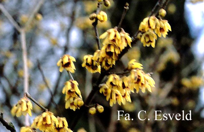 Chimonanthus praecox