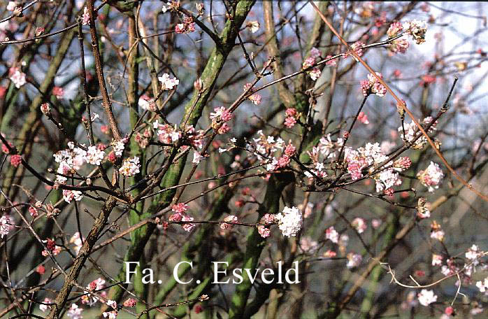 Viburnum bodnantense 'Dawn'