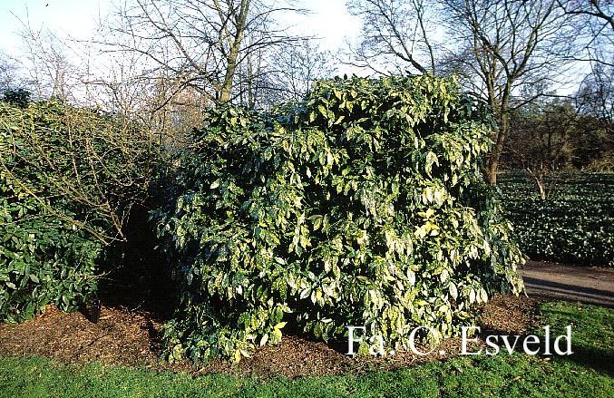 Aucuba japonica 'Variegata'