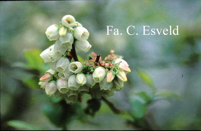 Vaccinium corymbosum