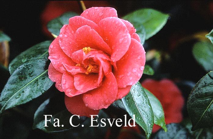 Camellia japonica 'Apollo'