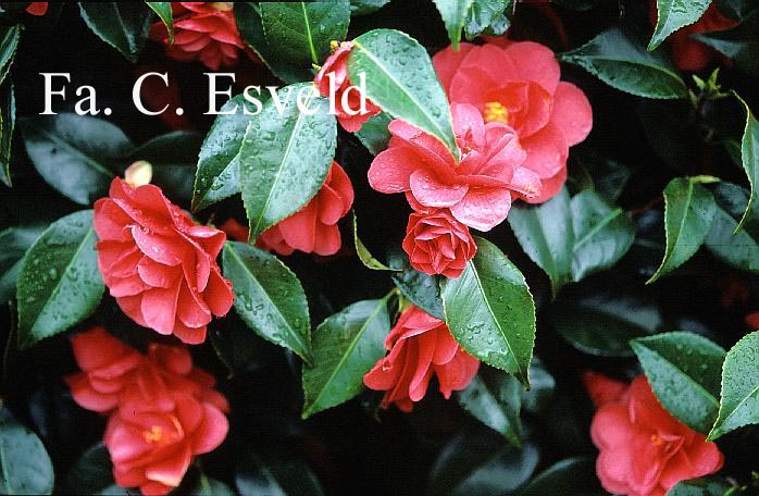 Camellia reticulata 'Mary Williams'