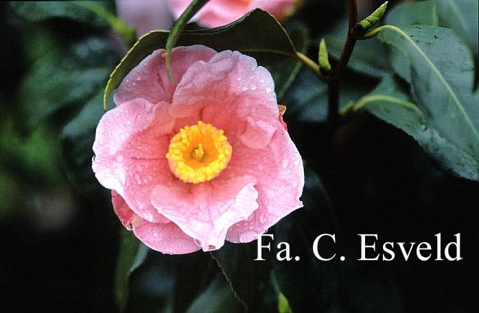 Camellia japonica 'Adelina Patti'