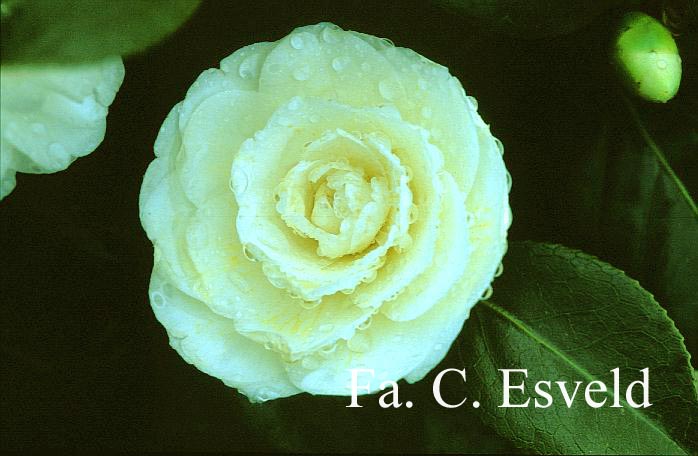 Camellia japonica 'Dahlohnega'