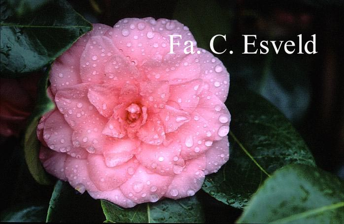 Camellia japonica 'Mathotiana Rosea'