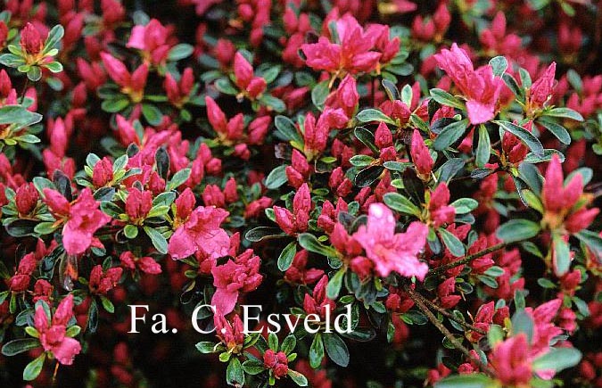 Azalea 'Favorite'