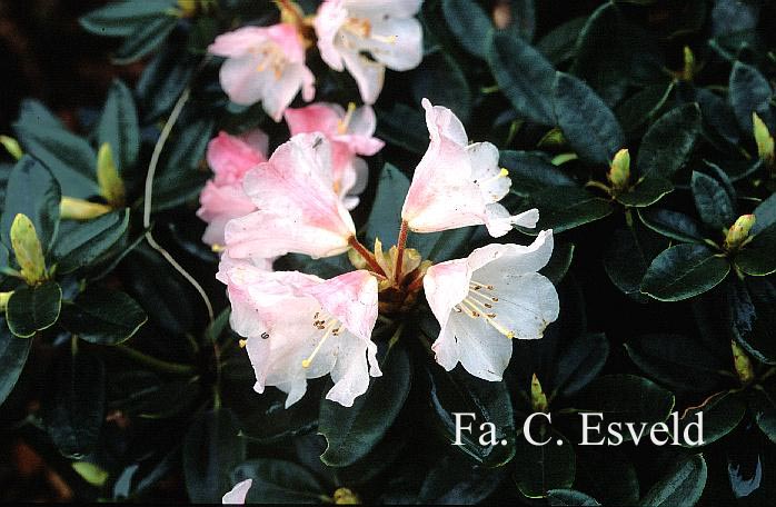 Rhododendron pseudochrysanthum