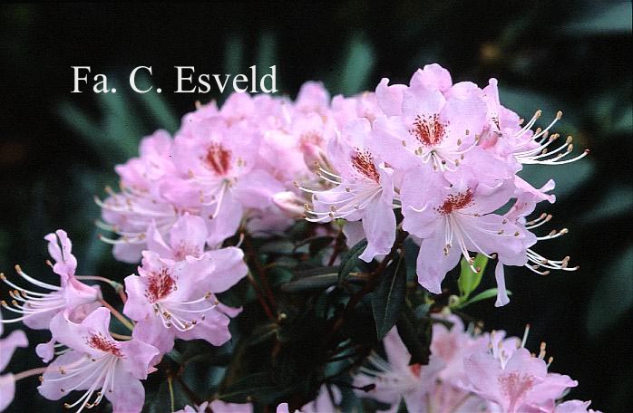 Rhododendron rigidum