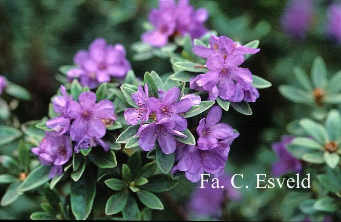 Rhododendron hippophaeoides 'Habashan'