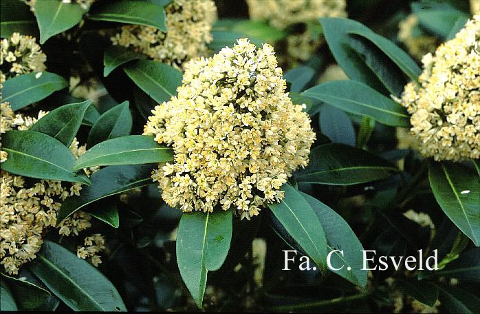 Skimmia confusa 'Kew Green'