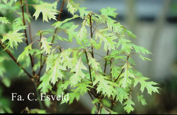 Quercus palustris 'Green Dwarf'