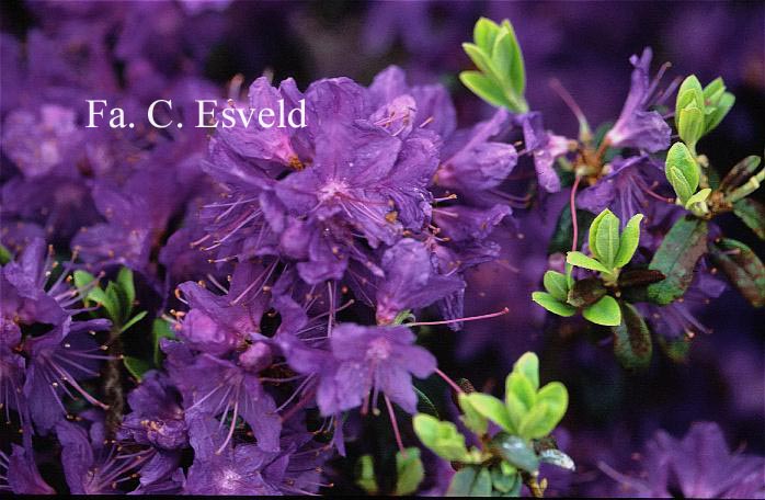 Rhododendron 'St. Minver'