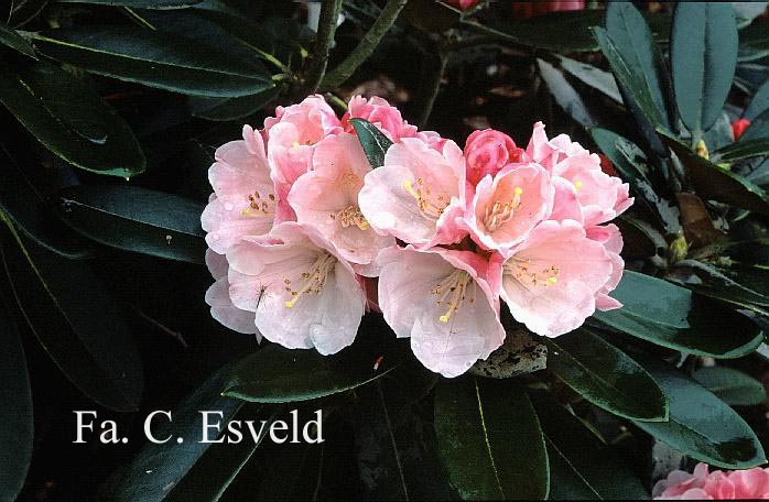 Rhododendron 'Silbervelours'