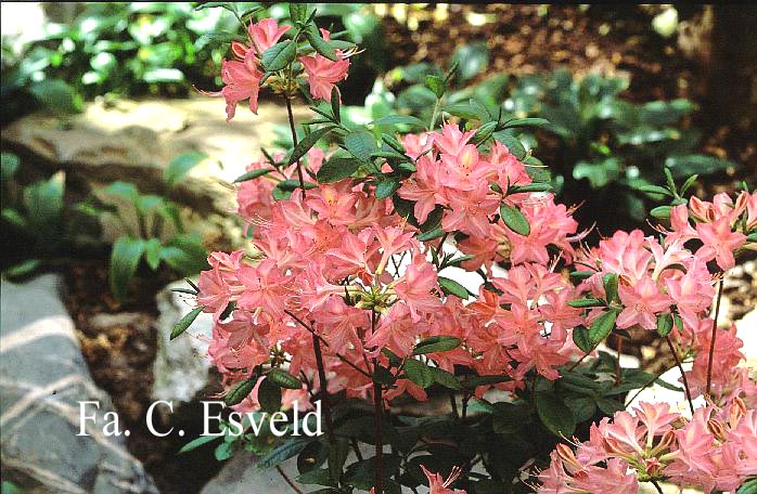 Azalea 'Jolie Madame'