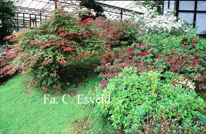 Acer palmatum 'Corallinum'