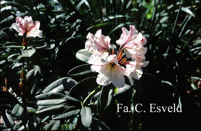 Rhododendron decorum