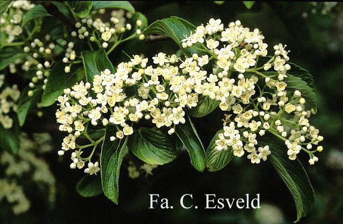 Viburnum sieboldii 'Seneca'