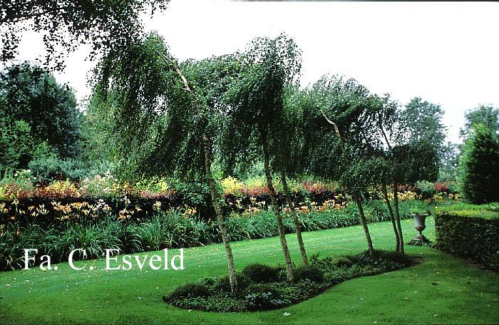 Betula pendula 'Youngii'