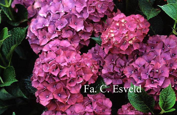 Hydrangea macrophylla 'Draps Wonder'