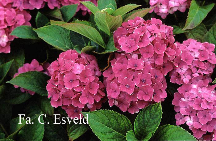 Hydrangea macrophylla 'Souvenir de Marne'