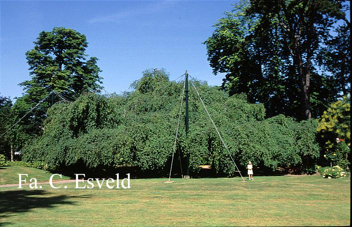 Fagus sylvatica 'Pendula'