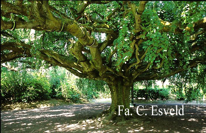 Fagus sylvatica 'Pendula'