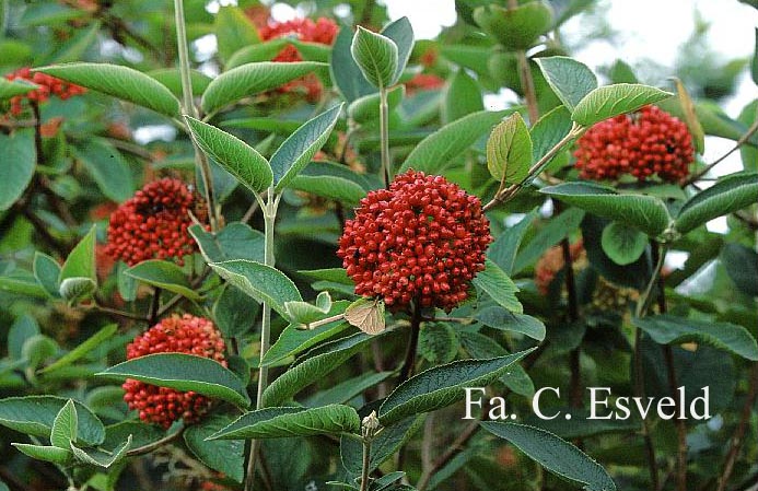 Viburnum lantana