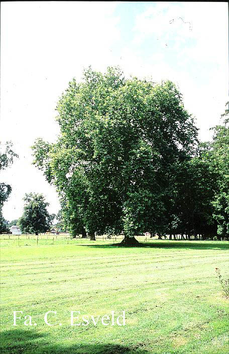 Platanus orientalis