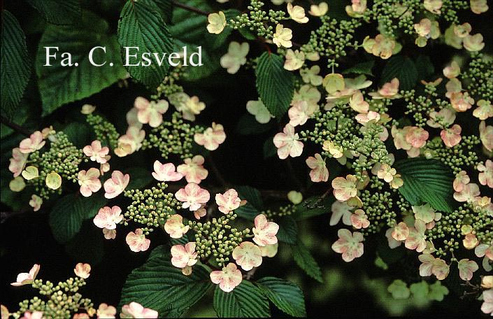 Viburnum plicatum 'Pink Beauty'